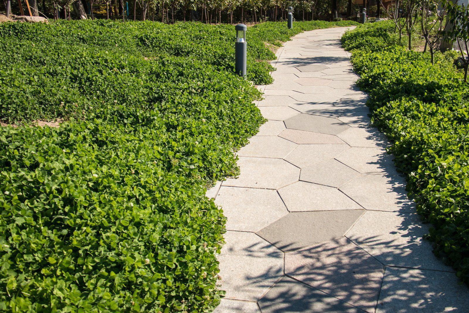 A stone path winds through a lush green ground cover.