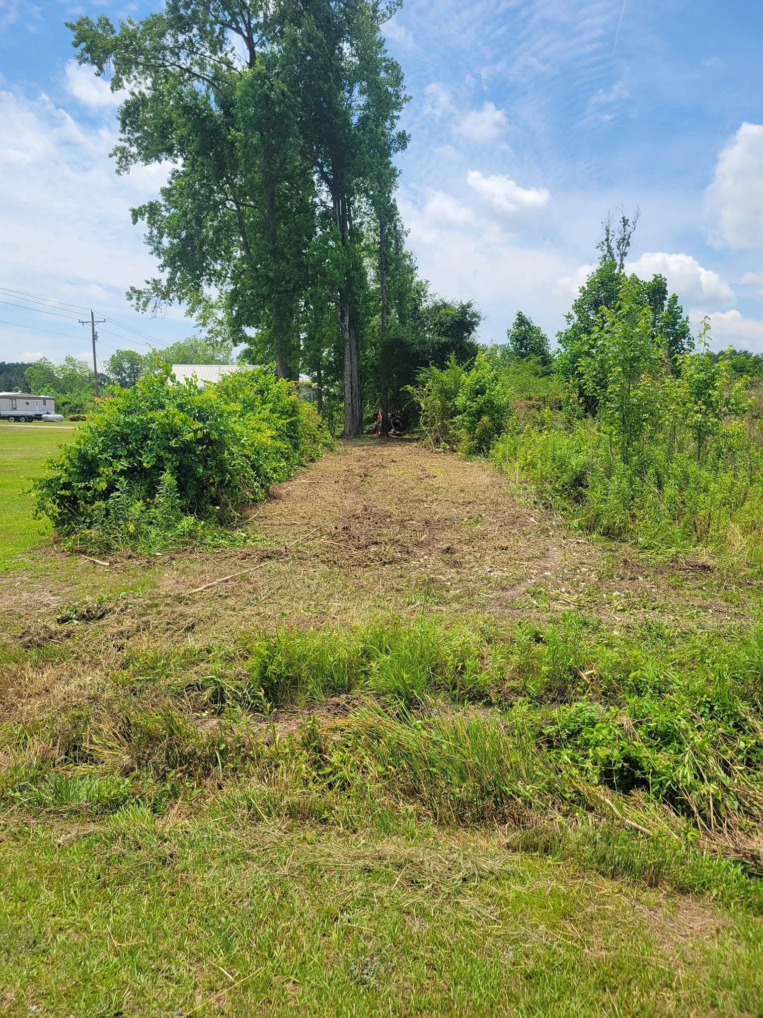 A lush green field with trees and bushes on a sunny day.