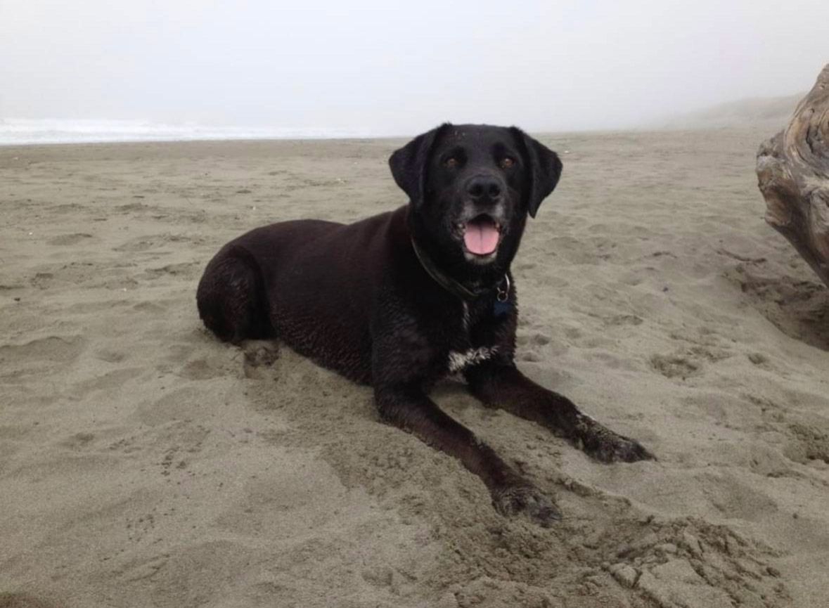 Black Lab on the beach