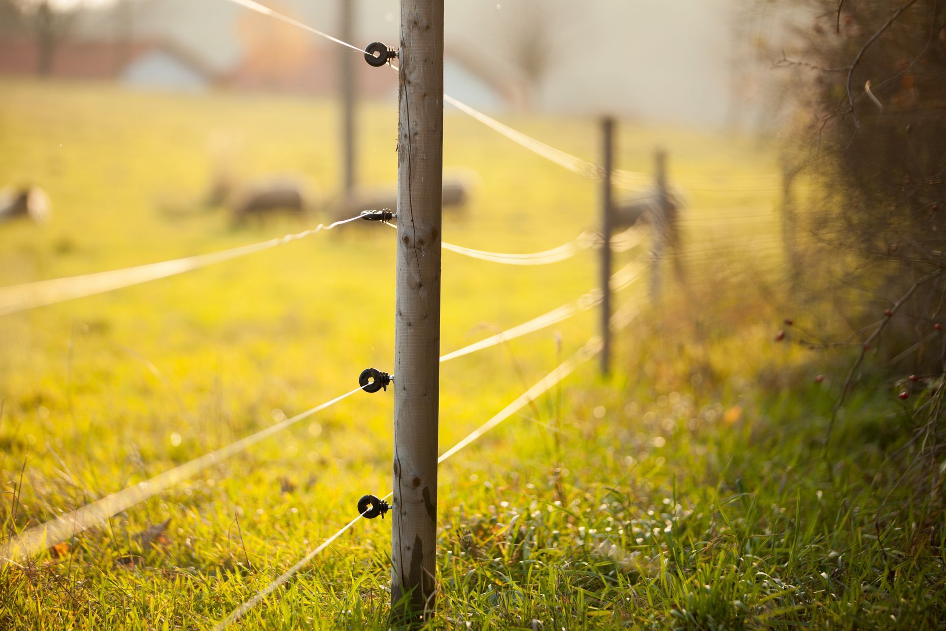 A close up of an electric fence in a grassy field.