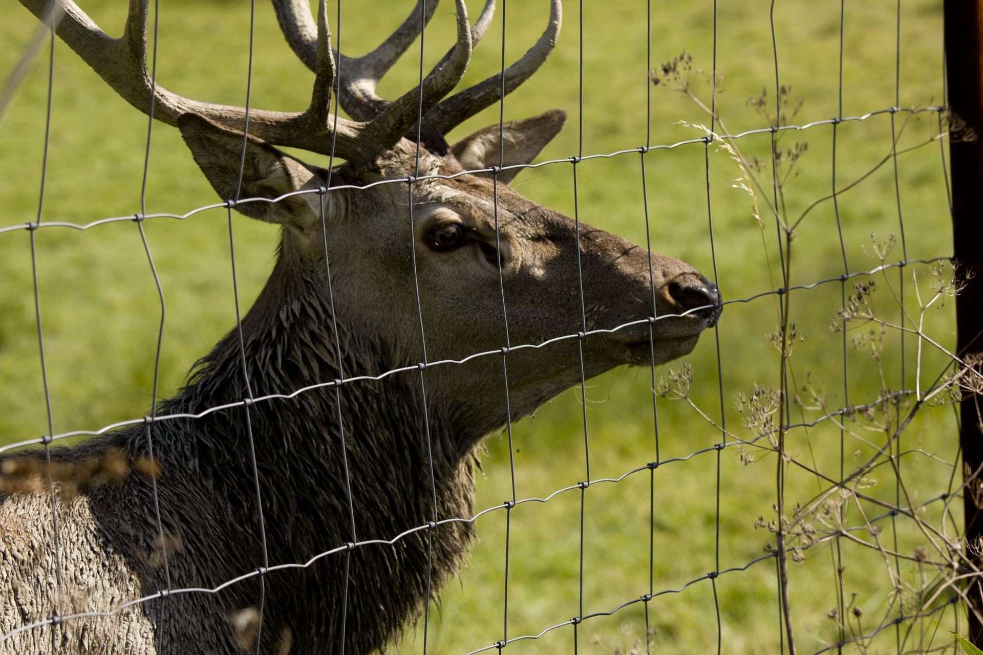 A deer behind a barbed wire fence in a field