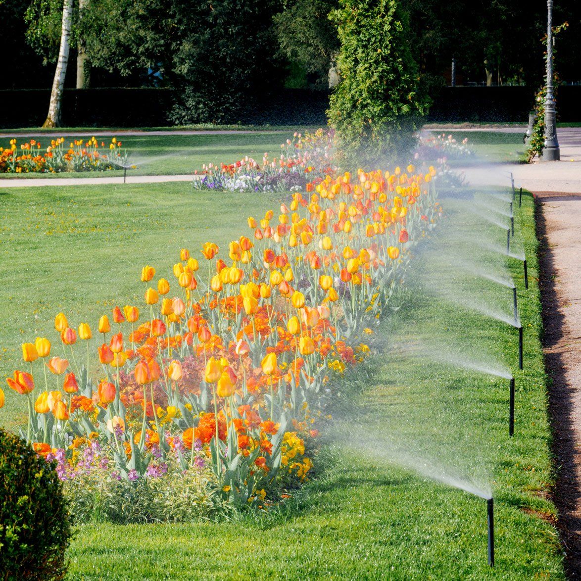 Professional Sprinkler Services — Morning Garden Park With Sprinkler in Colorado Springs, CO
