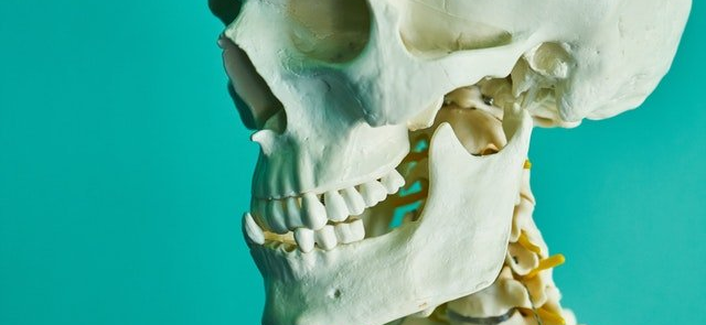 Skeletal system highlighting the jaw bone