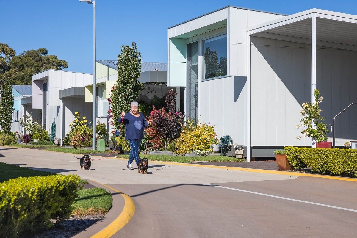 woman walking dogs in the sun