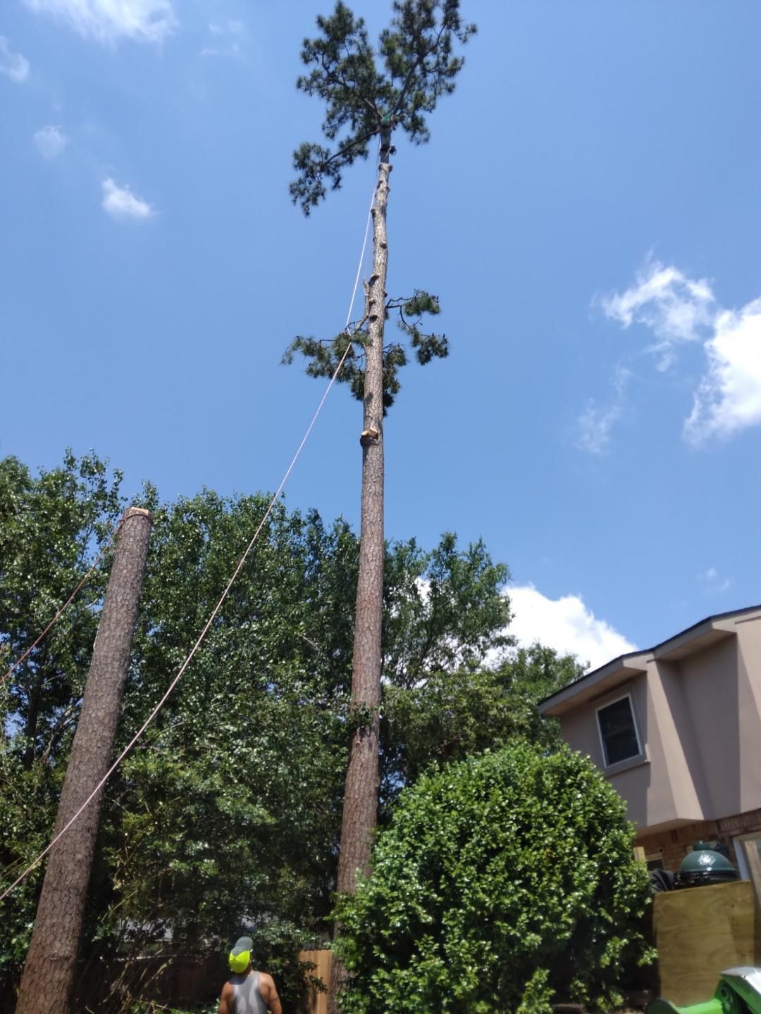 Tree Cutting — Slidell, LA — Strecker Tree Service Tree Cutting — Slidell, LA — Strecker Tree Service