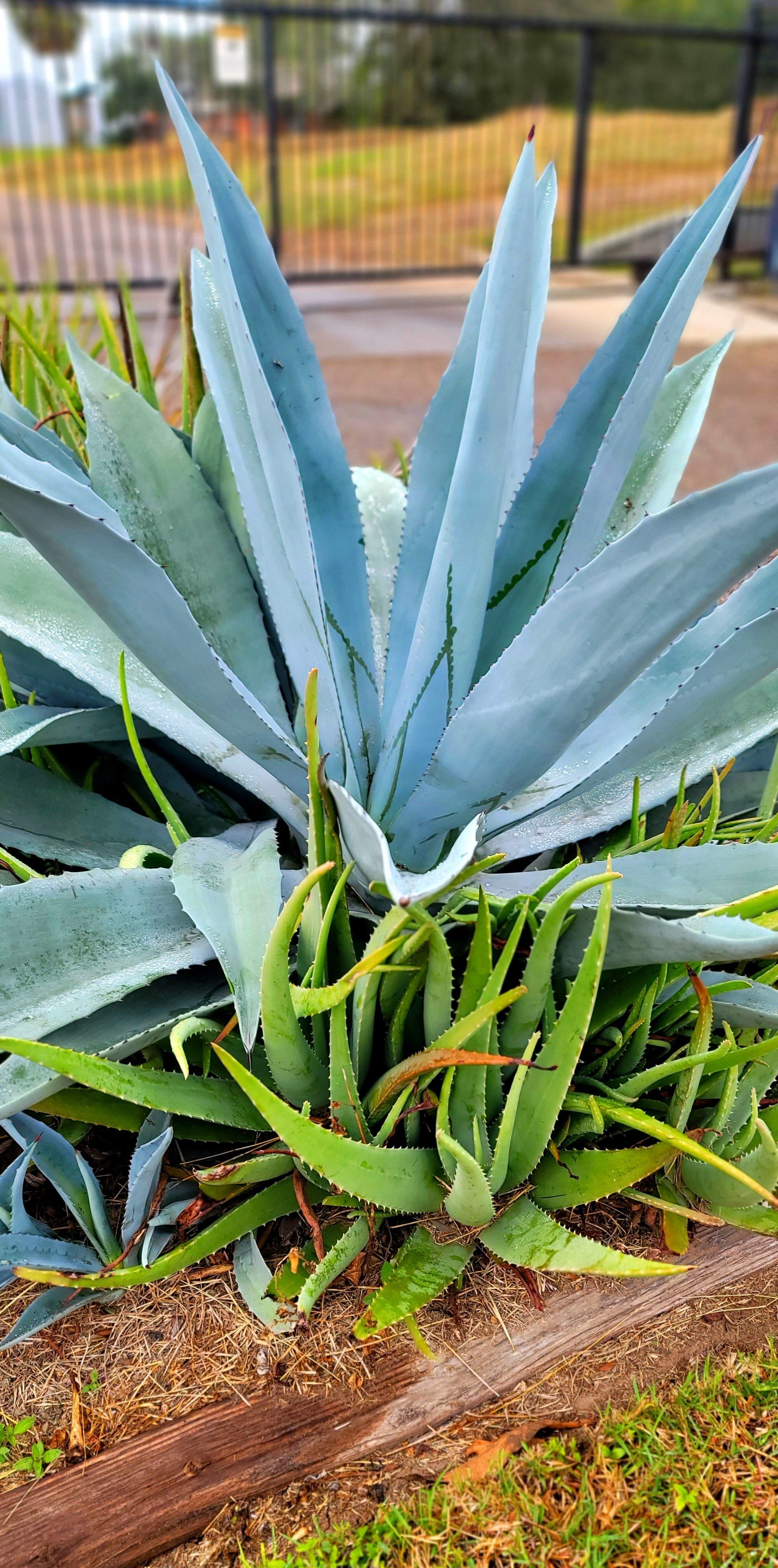 aloe plant