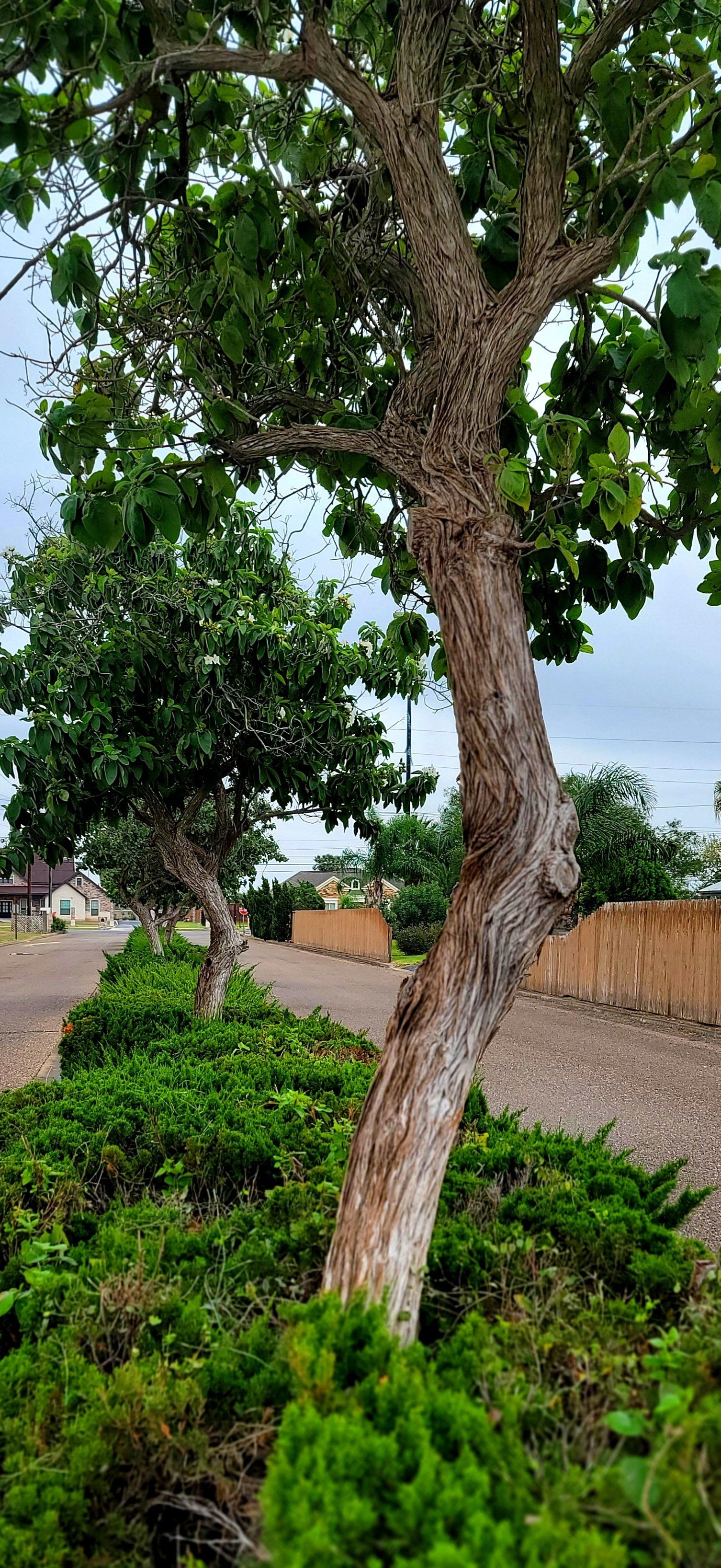 tree in community