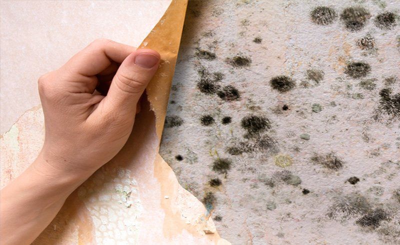 hidden mold damage