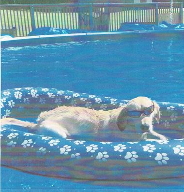 can a dog swim in an above ground pool