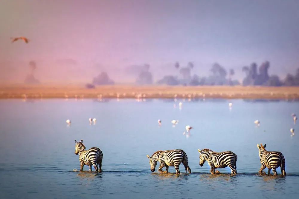 A herd of zebras are walking through a body of water.