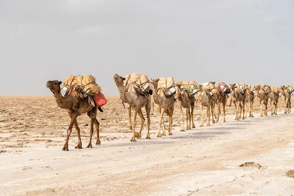 A herd of camels are walking down a dirt road in the desert.