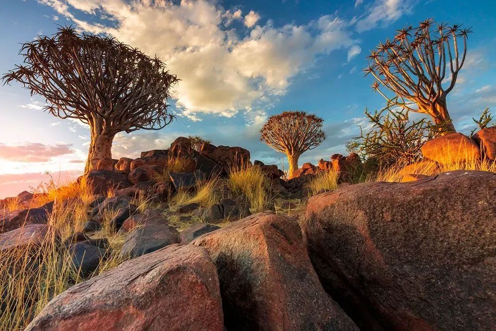 A group of trees sitting on top of a rocky hillside.