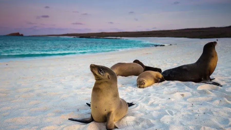 A group of seals are laying on a sandy beach near the ocean.