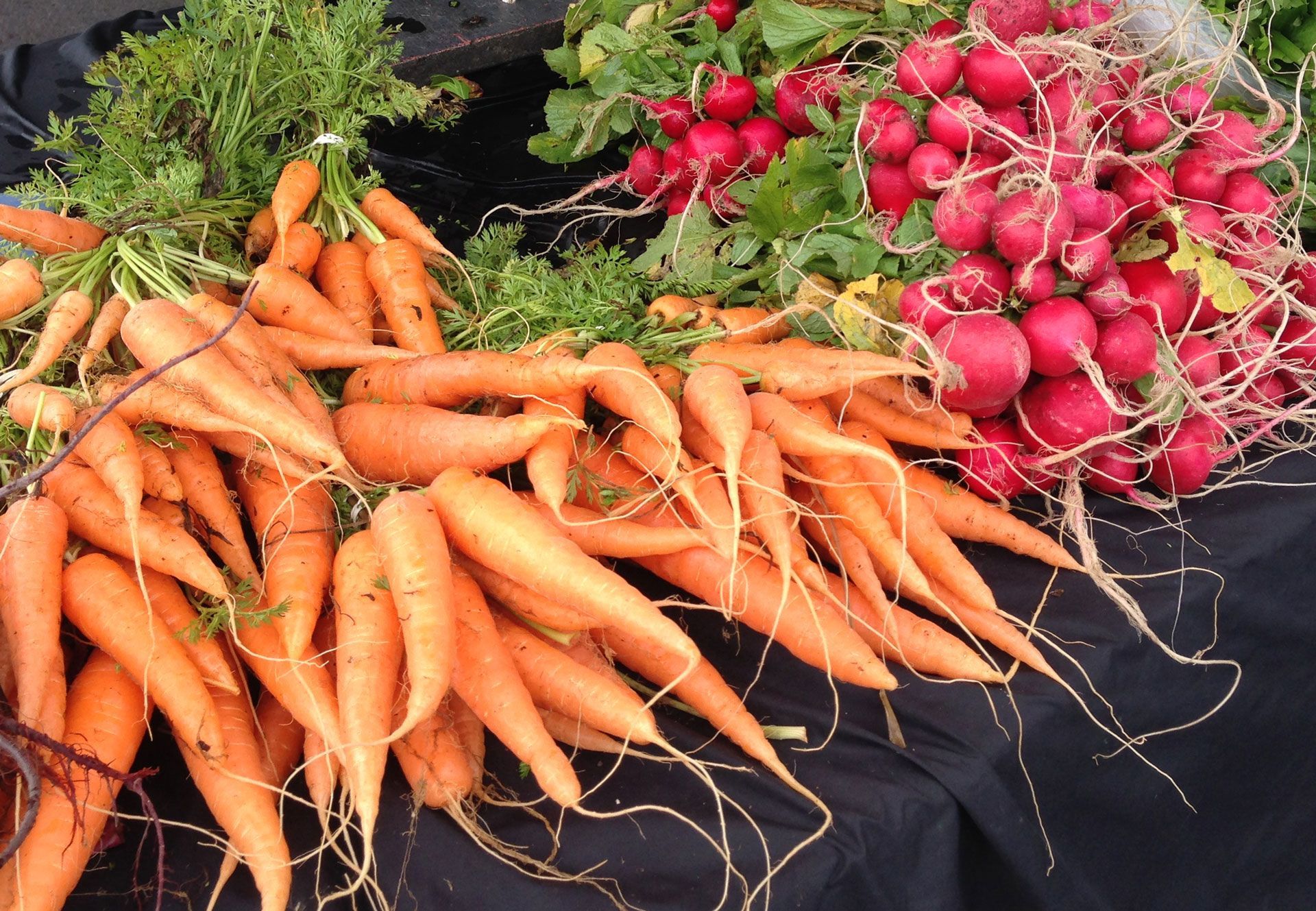 Fresh carrots and radishes arranged on a table at Clifton Feed and Service a premier Clifton feed