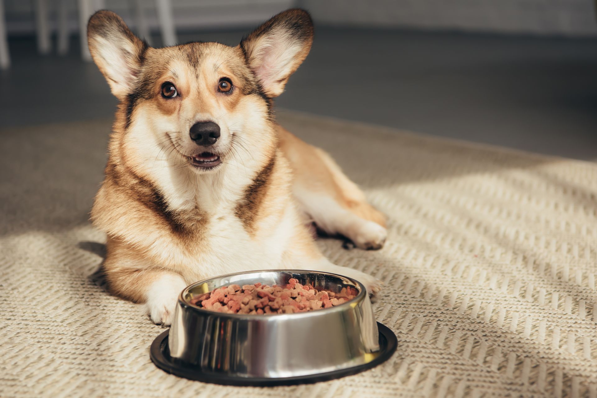 Corgi lying on floor with bowl full of dog food. Corgi lying on floor with bowl full of dog food.