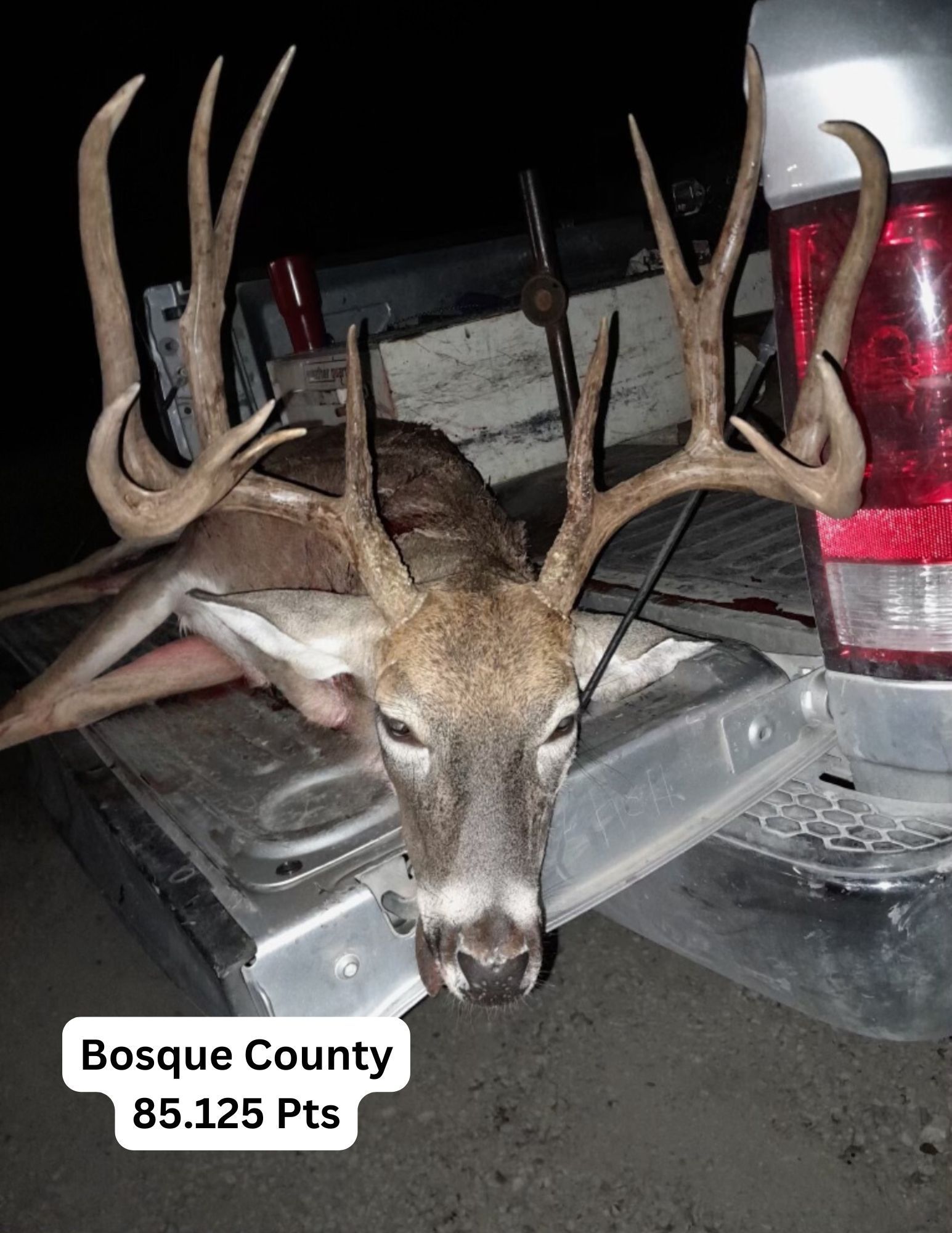 A deer is laying in the back of a truck.