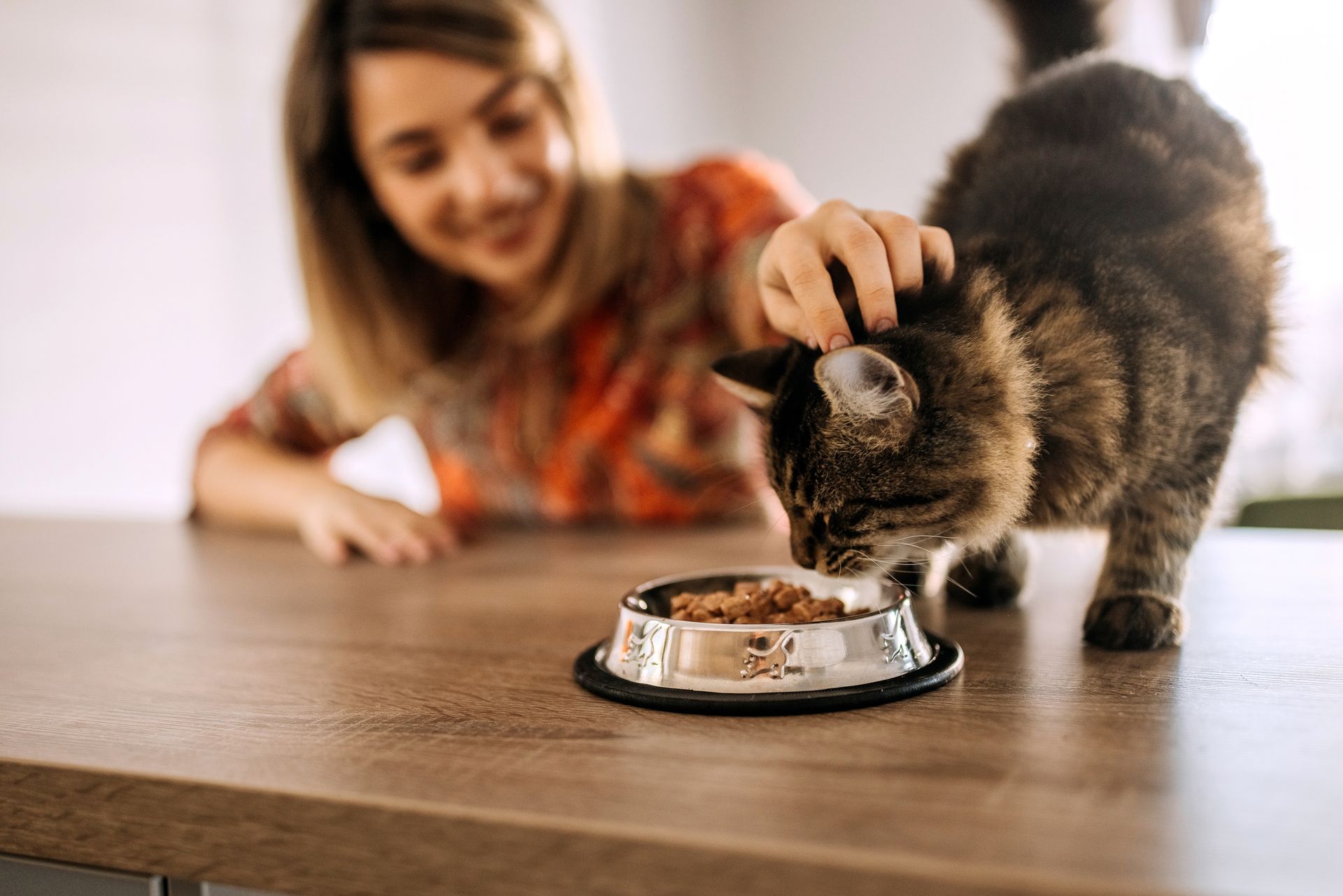 A pet owner feeding her cat with quality pet food.