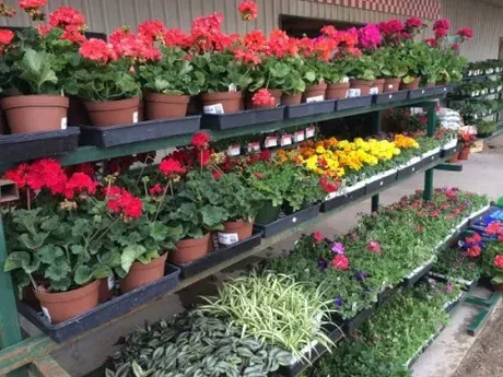 Spring Plants — Clifton, TX — Clifton Feed and Service