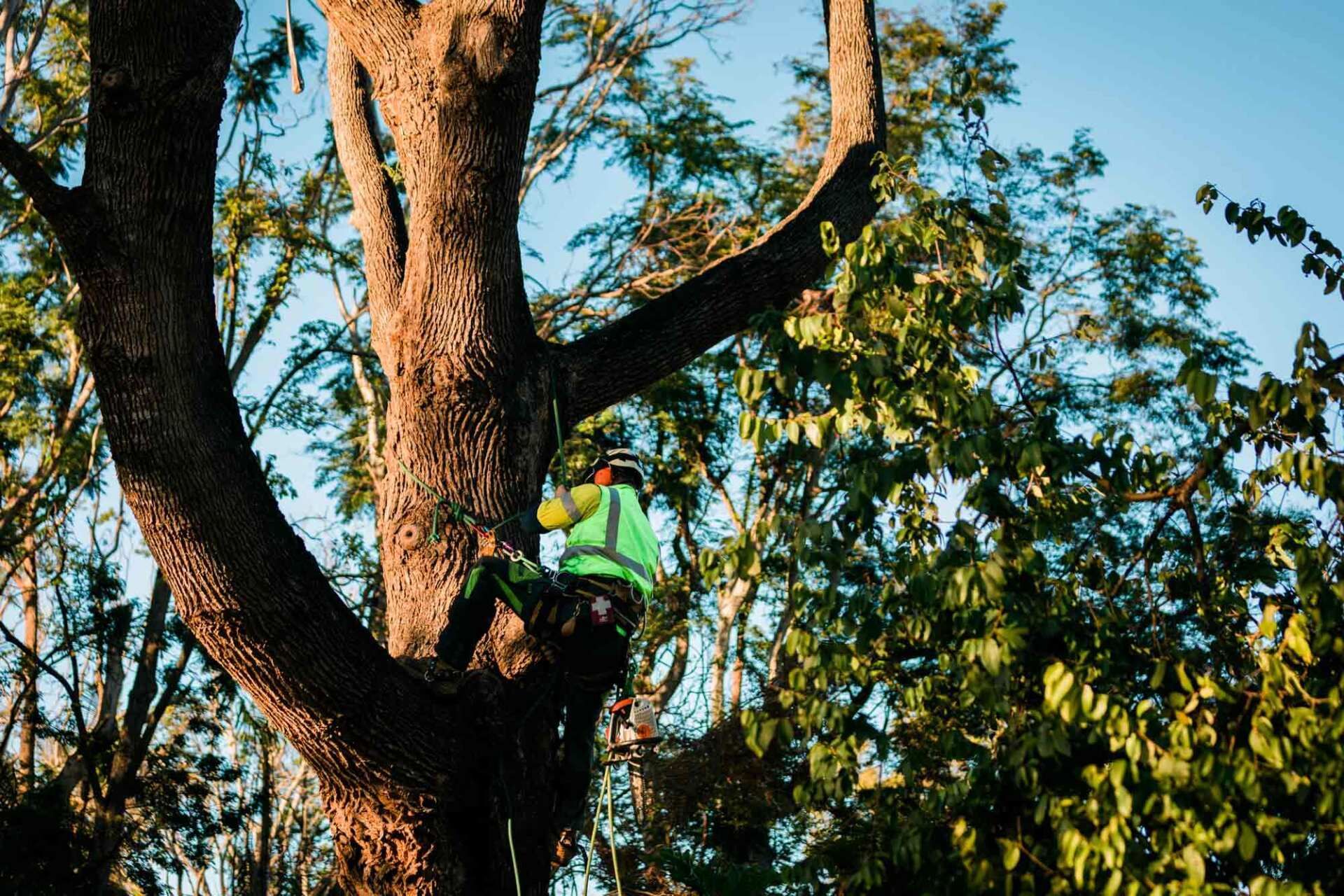 A Man Climbing up On a Tree | Toowoomba, Qld | Gts Toowoomba