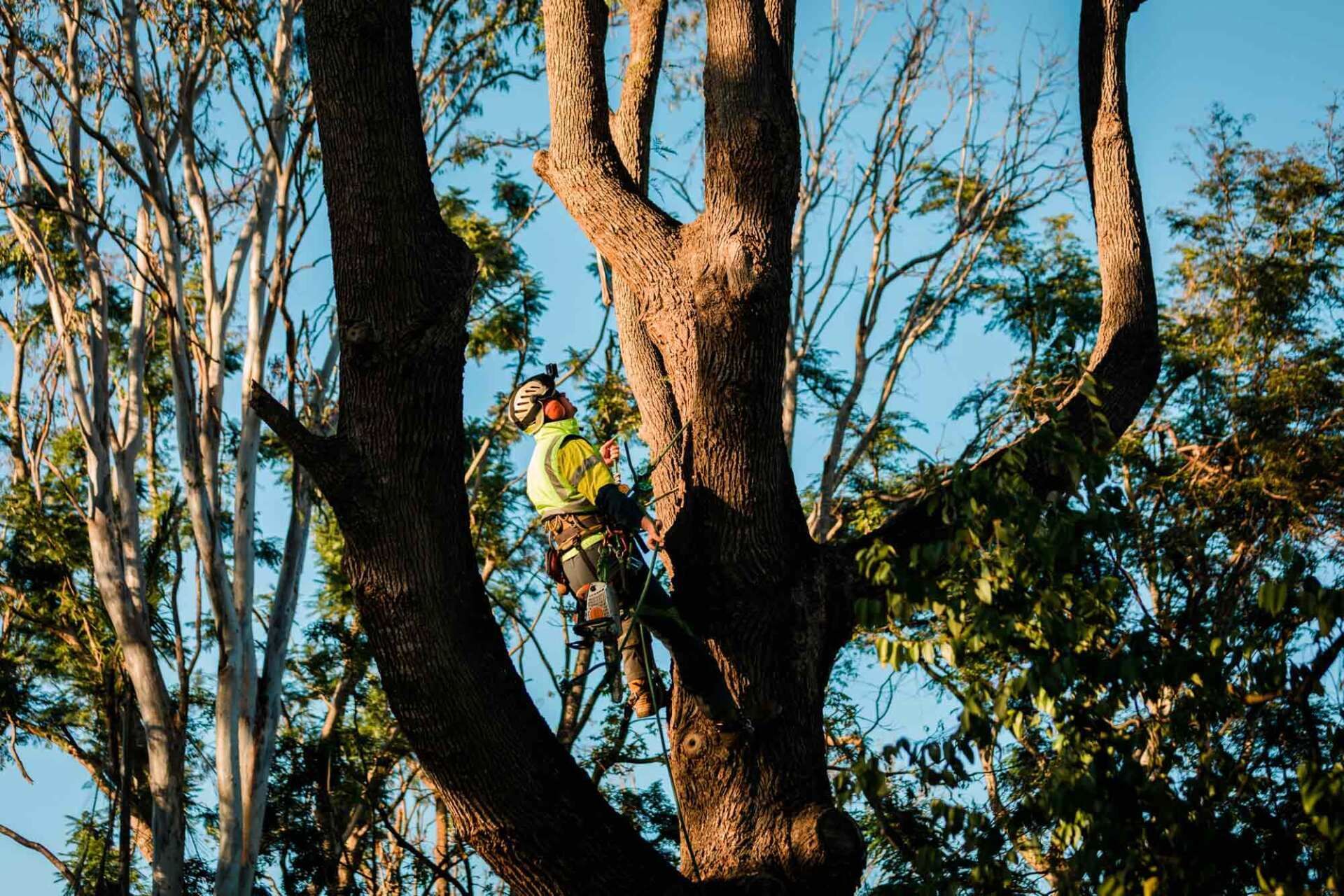 A Man on The Top of The Tree Ready to Cut a Tree | Toowoomba, Qld | Gts Toowoomba