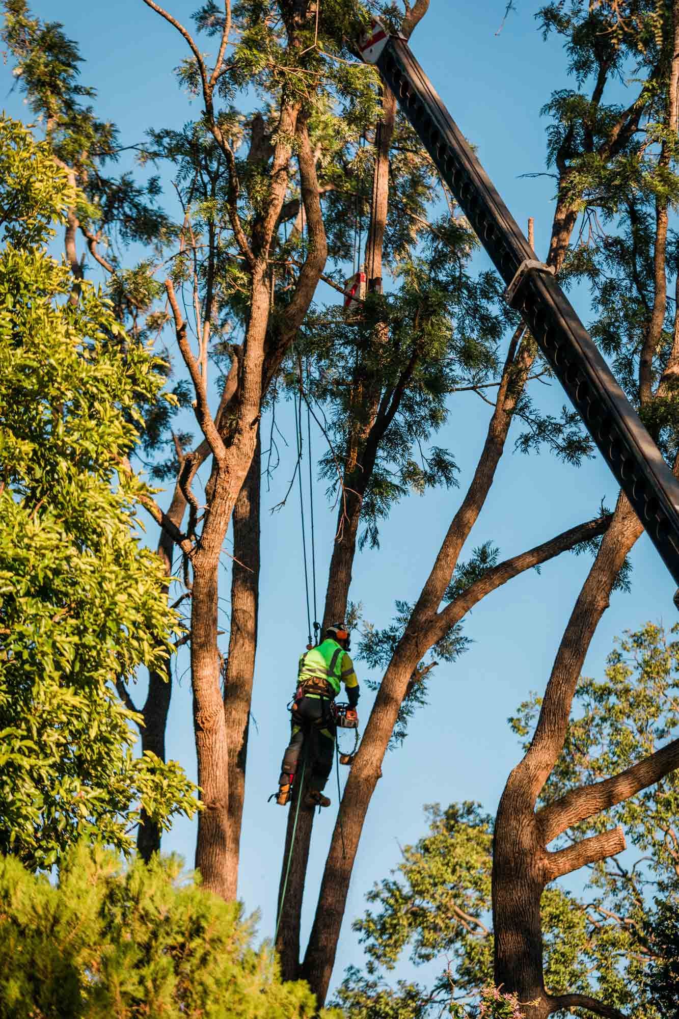 A Man with Safety Harness Cutting a Tree | Toowoomba, Qld | Gts Toowoomba