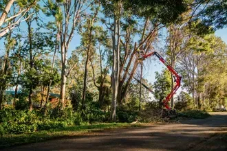 Lumberjack Trimming the Trees | Toowoomba, Qld | Gts Toowoomba