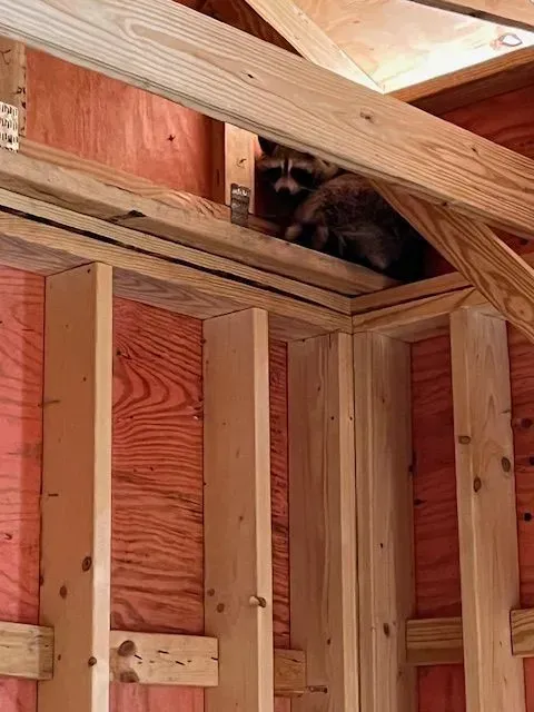 A raccoon is sitting on top of a wooden structure.
