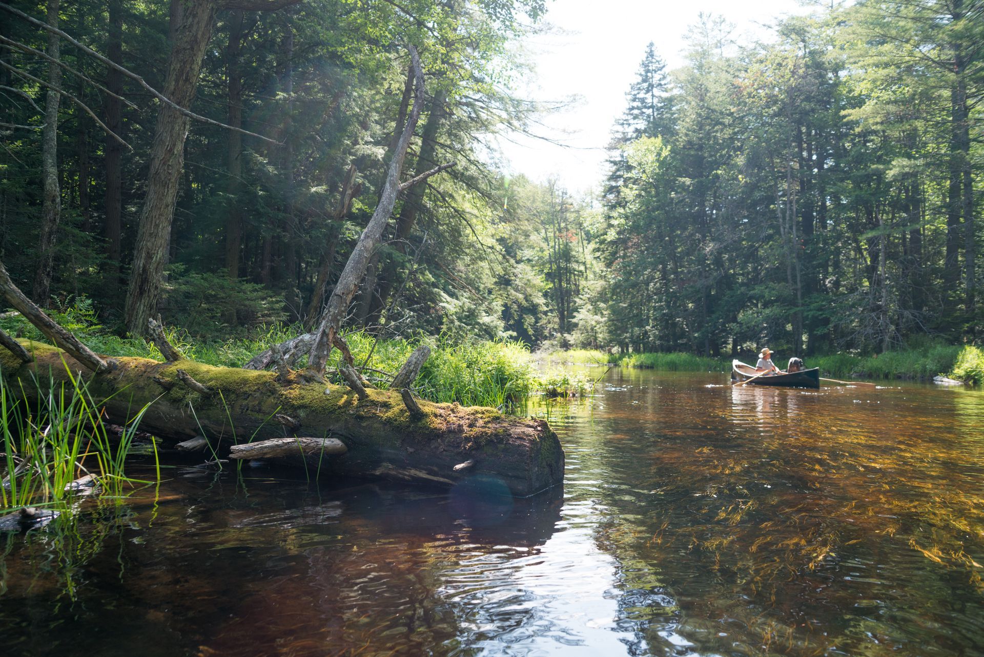 Sunny forest river with a person paddling a canoe on calm water