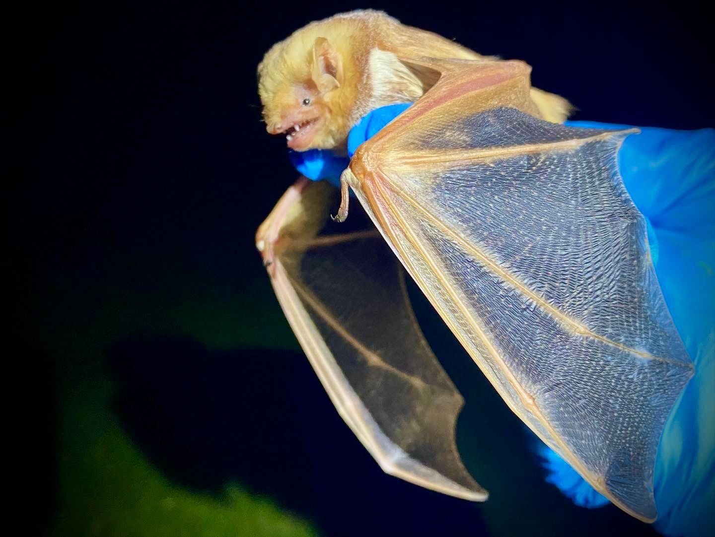image of an eastern red bat (Lasiurus borealis)