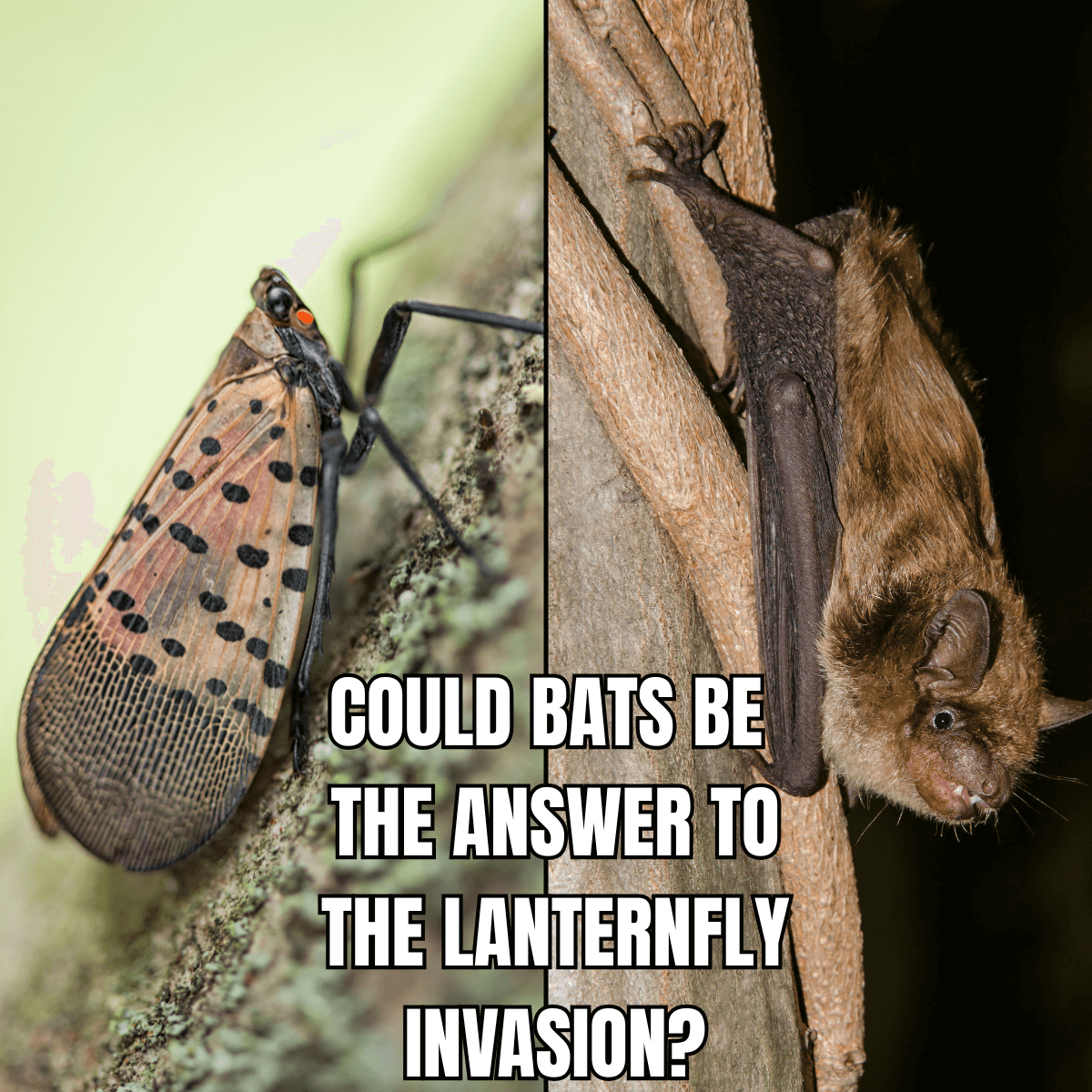 The image shows a spotted lanternfly on the left and a big brown bat on the right.