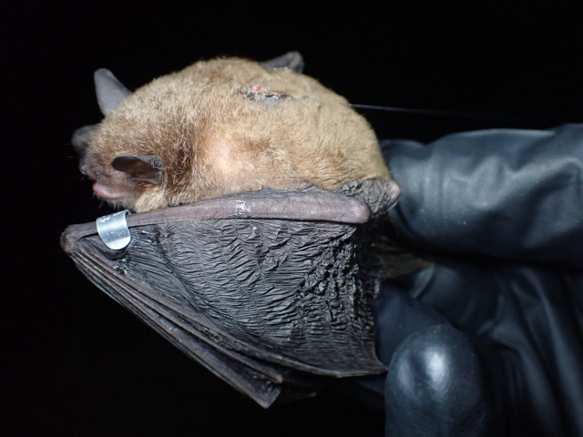 An image of a grey bat (Myotis grisescens) with a radio transmitter attached to its back and a wing band on its forearm.