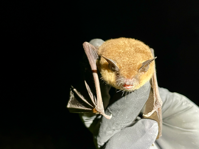 The photo is an image of a gray bat (Myotis grisescens) in a person's hand.