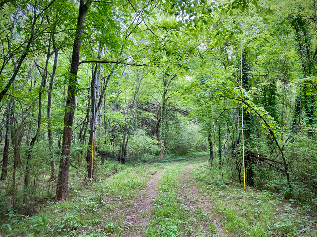 This is an image of a mist-net capture set up designed to catch bats traveling down a forested corridor.