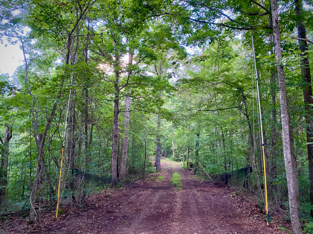 Image of a mist net that is strung between two poles across a forested corridor.