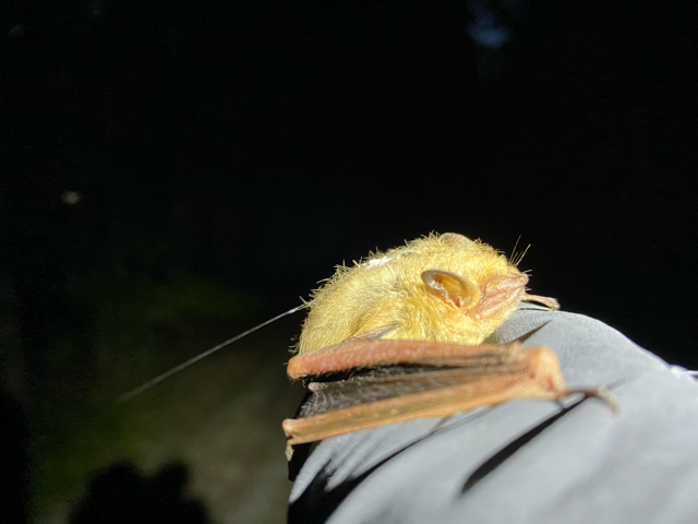Image of a tricolored bat (Perimyotis subflavus) with a radio transmitter attached to its back.
