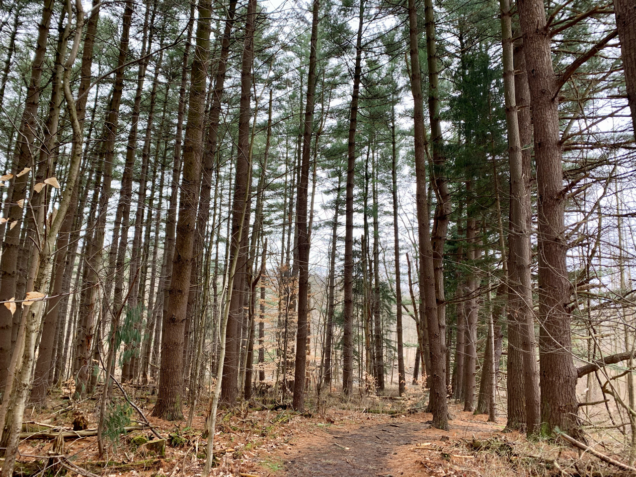 This is an image of a pine plantation.