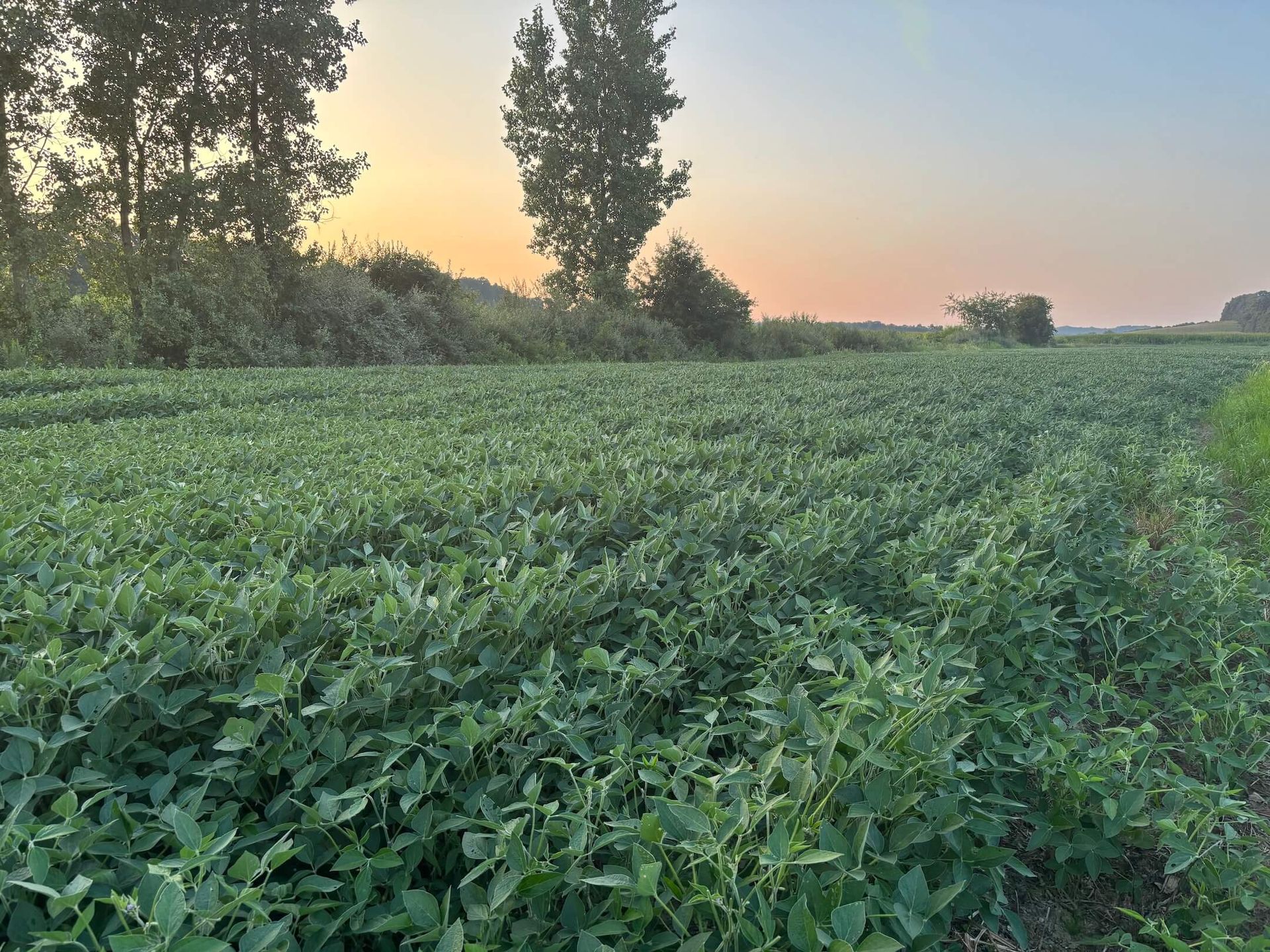 image of soybean field to be restored to natural habitat