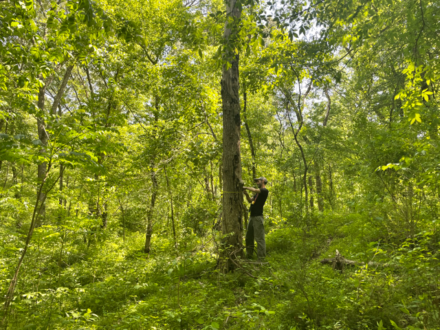 A man using a DBH tape to measure the diameter of a tree in a forest.