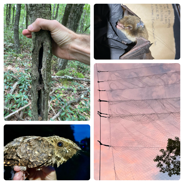 The image has four separate images, including a tree with a cavity, a mist net with a pink sunset in the background, a bat, and a chuck-wills-widow.