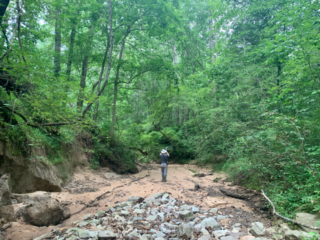 An image of a person walking down a stream corridor holding a radio telemetry antenna.