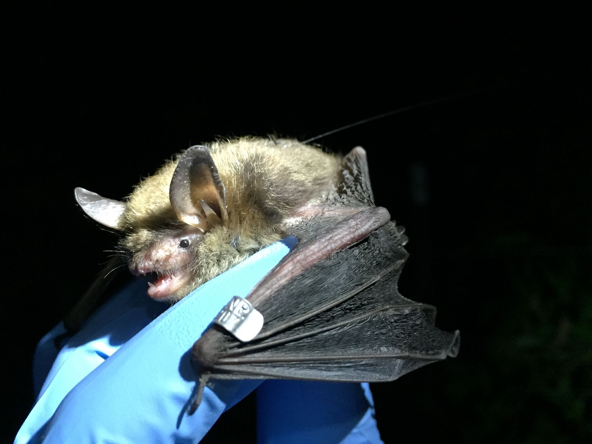 northern long-eared bat (Myotis septentrionalis) with attached radio transmitter