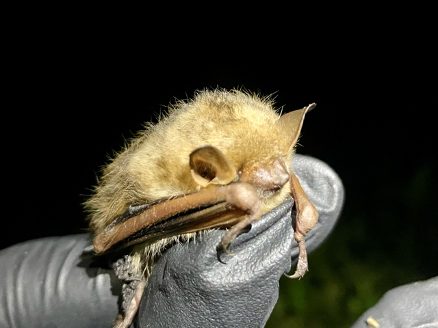 The photo is an image of a tricolored bat (Perimyotis subflavus) in a person's hand.