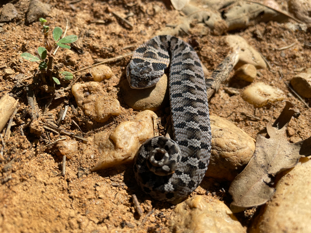 This is an image of a juvenile eastern hog nose snake.
