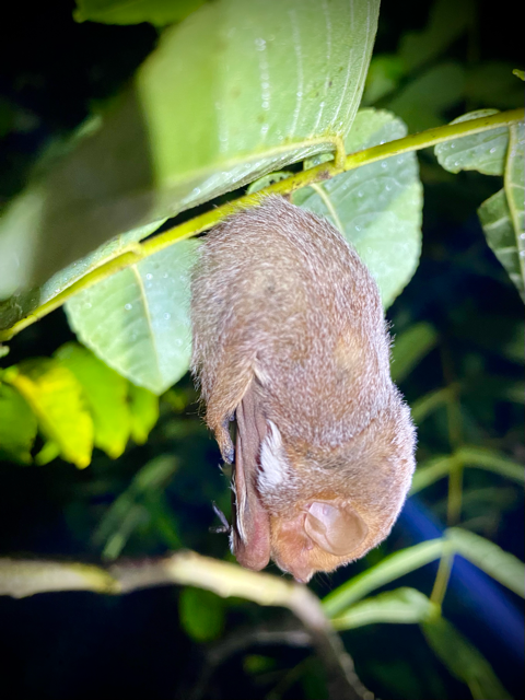 This is an image of an eastern red bat hanging from vegetation.