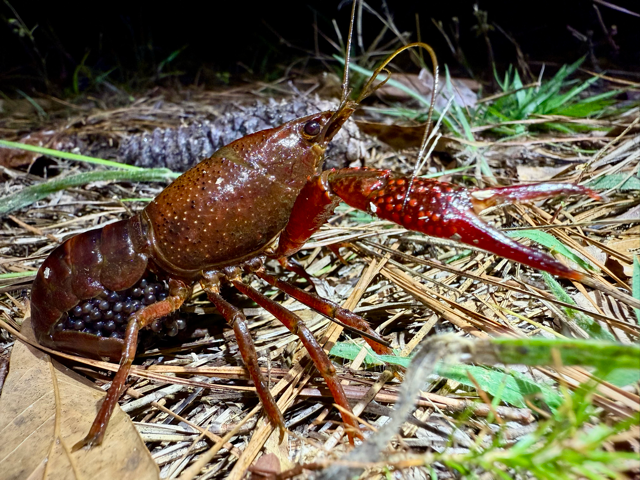 This is an image of a crayfish that is carrying its eggs under its tail.