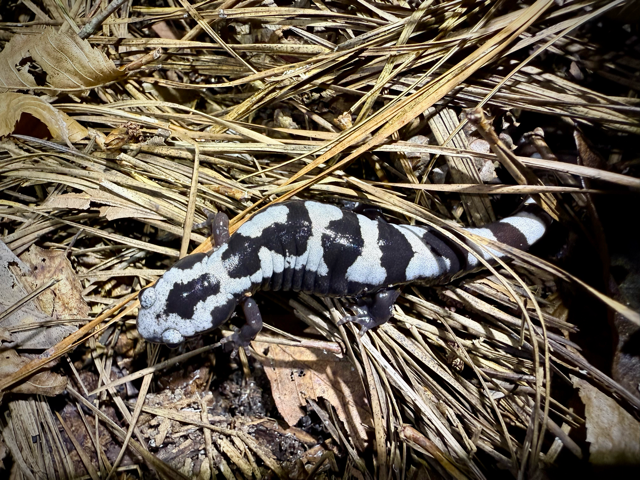 This is an image of a marbled salamander walking on pine needles.