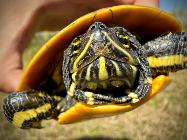 This is an image of a painted turtle.