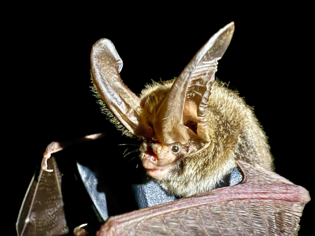 This is an image of a Rafinesque's big-eared bat.
