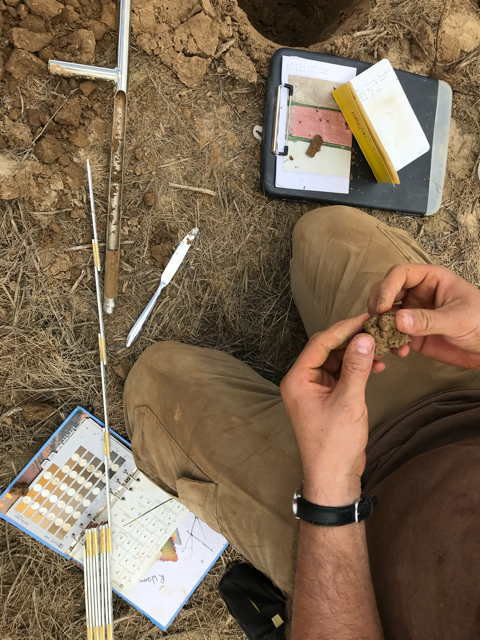 The image shows a person determining soil type while delineating a wetland.