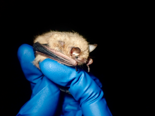 This is an image of a tricolored bat (Perimyotis subflavus).